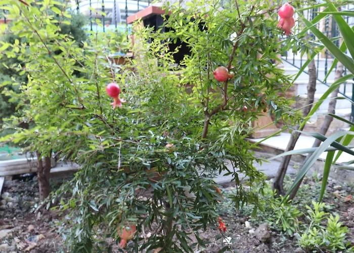 Apartment όμορφο με αυλή