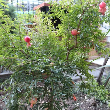 Apartman όμορφο με αυλή